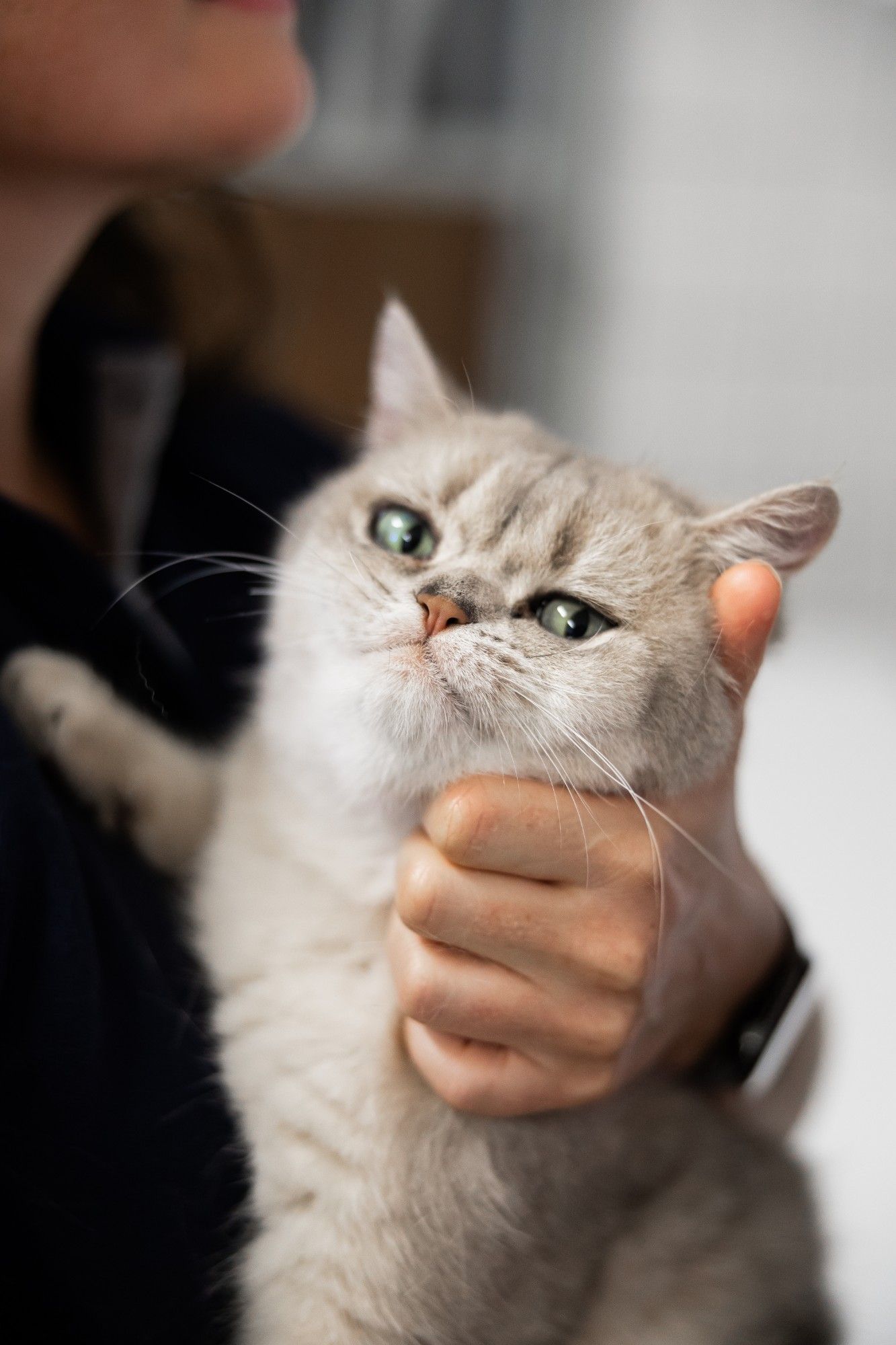 Graue Katze wird sanft am Kinn gehalten.