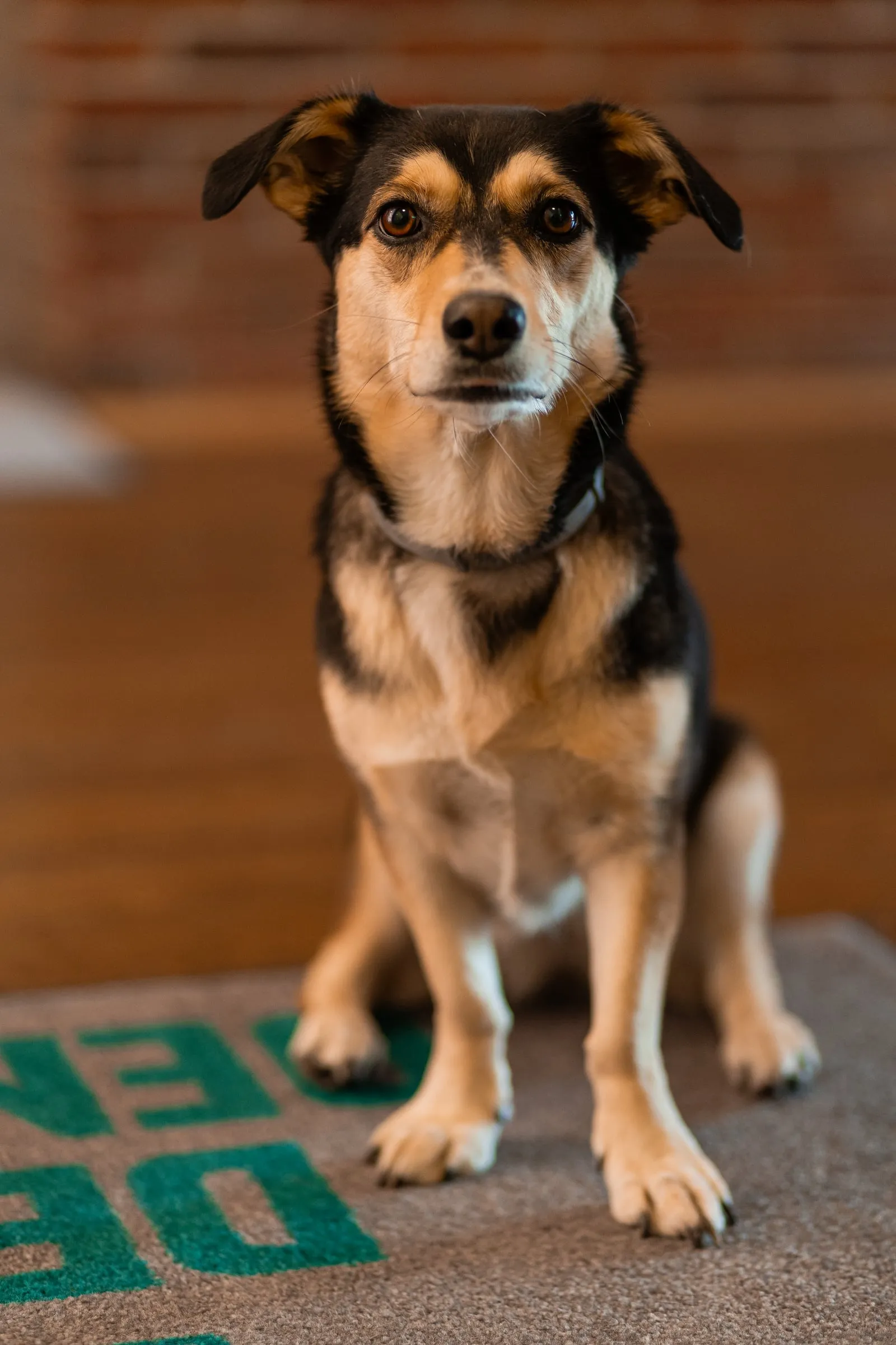 Bürohund auf der Fußmatte mit Logo.